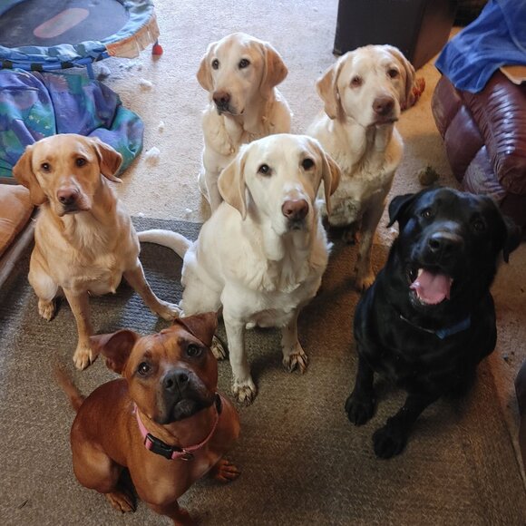 Lab Lounge Fetch Finds Follow Me Black White Sticker - Picture 6 of 9